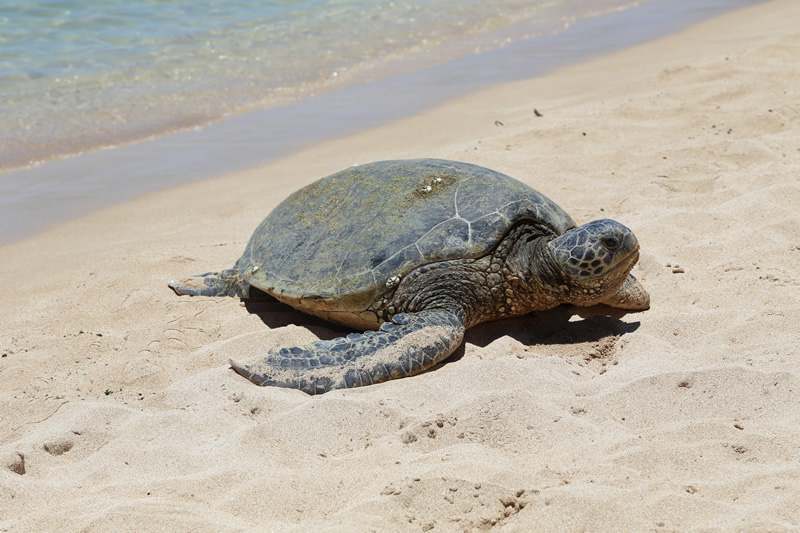 Sea Turtle on St. Simons Island Beach